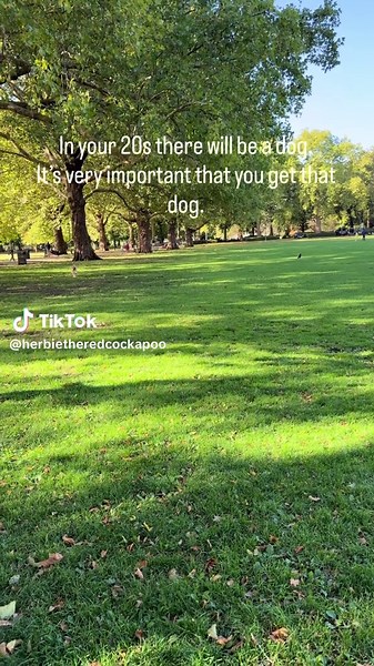 Finding Joy in Your 20s with a Cockapoo