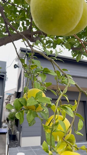 11 reactions | バングラで　一個　50円 でも日本で一個　500円以上です | Hasme Imran | Facebook