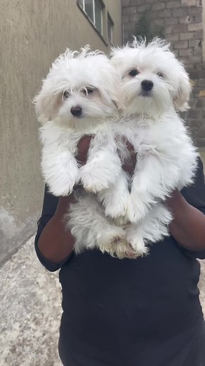 Ethio Maltese & Pug on TikTok
