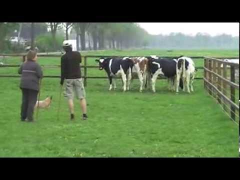 Australian Cattle Dog Herding Cows First Time