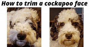 How to trim a cockapoo face (easy methods)