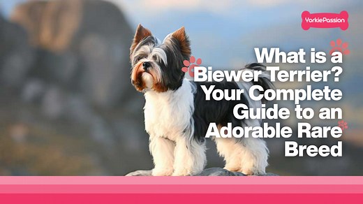 What is a Biewer Terrier? Your Complete Guide to an Adorable Rare Breed - Yorkie Passion