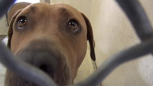 1K views · 133 reactions | RESCUED - moved to SAFE Album on 08/01...