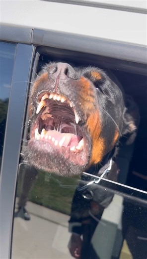 48K views · 849 reactions | This is a 4 year old Rottweiler who...