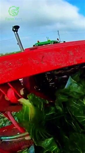 Harvest Cabbage with Powerful Machines | Modern Agriculture