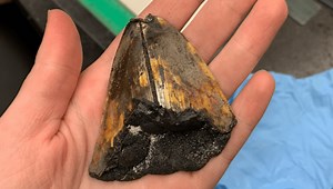 First In-Situ Discovery Of A Megalodon Tooth Made 3,000 Meters Below The Sea
