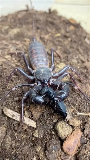 The alien bug is back yet again 👽🕷😛! Hope, my female giant vinegaroon (Mastigoproctus giganteus). When it comes to arachnids, few people seem to know of the existence of these alien-like animals. The vinegaroon (Thelyphonida) is an out of this world animal that has pedipalps infront of its body shaped like armoured/spiky boxing gloves it uses to ensnare its prey. If that wasn’t enough to impress it even has a long tail that literally sprays acid at its enemies when it feels threatened (the ac