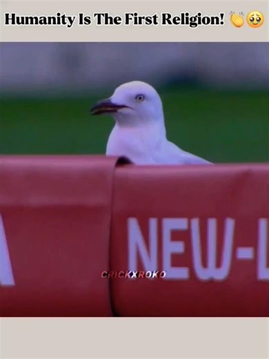 "Humanity Is The First Religion! 👏🥹" #cricket #india