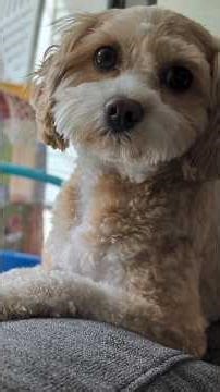 My Dog Said: "Pay Attention to ME, I'm the Cutest!"