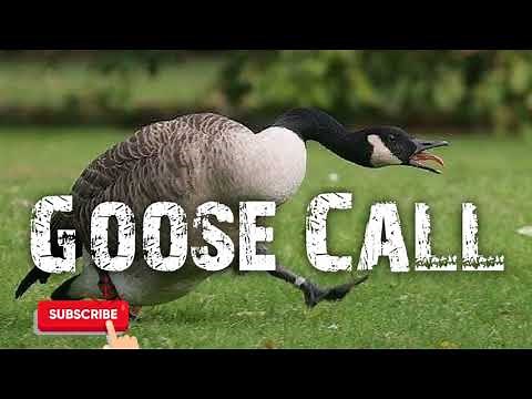 Canadian Goose Hunting Call - Free Download