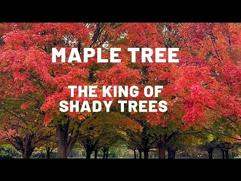 "Maple Tree : Tips for Healthy Growth, Fascinating Facts, and Top Maple Varieties