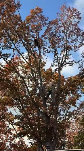 1.5K views · 33 reactions | Taking this tree out the smart way- over the house, not through it  | Python Tree Service | Facebook
