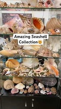 Amazing seashell collection inside a conservation paleobiology lab in Florida! Names in description