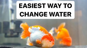 The Ultimate Python Water Change Setup – How I Keep It Easy