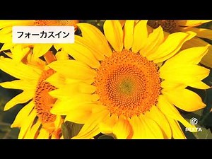 基本の動画カメラワーク【フォーカスイン】