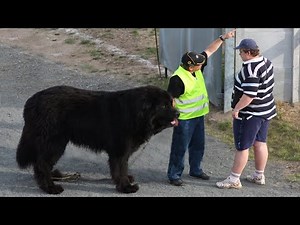 10 Magnificent Large Dog Breeds