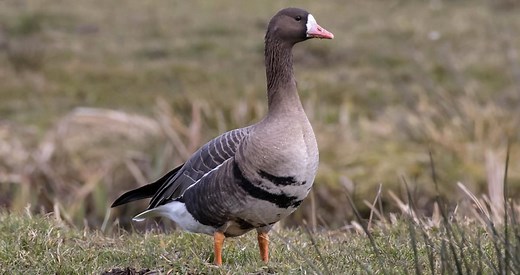 Greater White-fronted Goose Identification, All About Birds, Cornell Lab of Ornithology