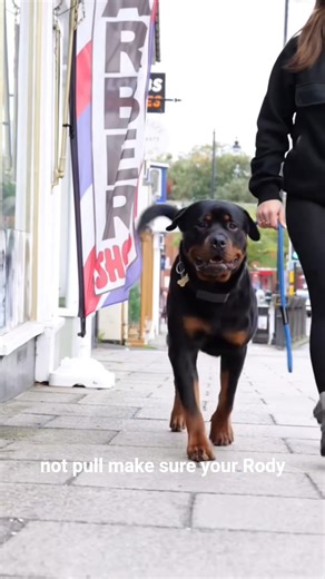 2 Way to Stopa Rottweiler From Being Aggressive #rottweiler #DogTraining #StopAggression #RottieLove