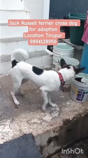 Cross breed puppies free Adoption #dogshorts #adoptstrays #pets