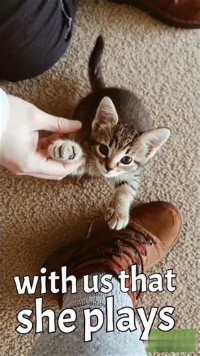 cutest abandon kitten #cuteanimals #ytshorts #funny #viralvideo