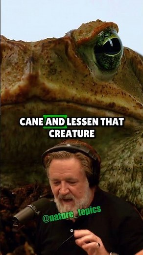 Cane Toad Invasion Explained by Russell Crowe on The Joe Rogan Experience