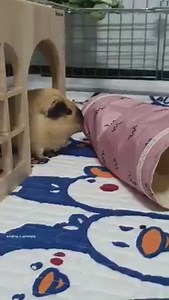 10K views · 1.2K reactions | Look at all this popcorning goodness! What do you think he's excited about?   (Video credit to Instagram page hughug_a_guineapig: www.instagram.com/hughug_a_guineapig) | Guinea Pig Zone | Facebook