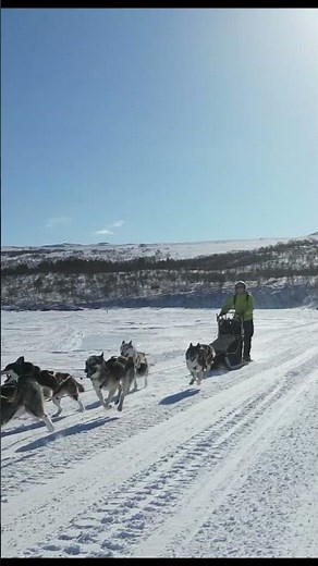 Mountain Dog Sledding | 10 Siberian Huskies & Stina Dog Sledding Back Home