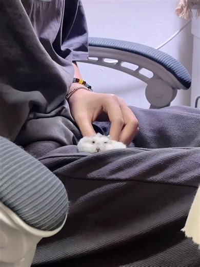 Hamster Spa Day: Adorable Moments with Pets