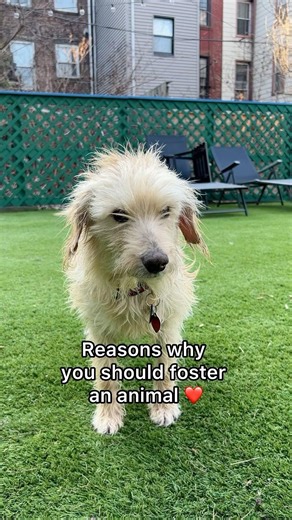 Foster an animal, save a life. ❤️ Click our link in bio for all the incredible reasons why there’s no better time to become a foster. | Adopt a Pet