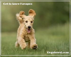 Havapoo Growth Chart (Weight Chart & Size Chart)