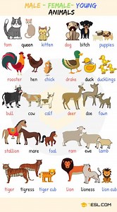 Baby Animal Names and List of Baby Animals in English • 7ESL