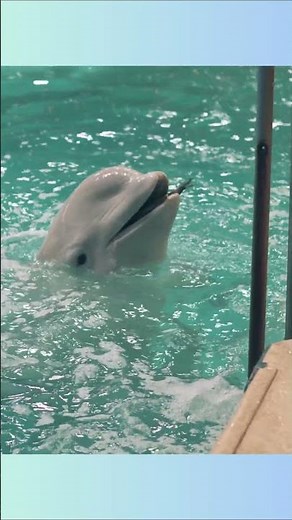Beluga Whale | One Of The Most Friendly Sea Creatures.