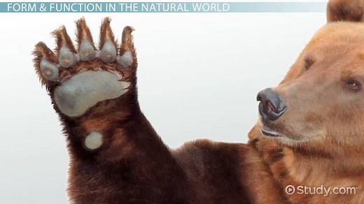 Form & Function in Science | Definition, Relationship & Examples