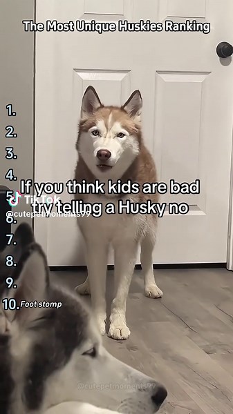 Hilarious Moments with Huskies: Fun Dog Videos