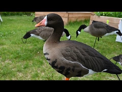 SX Specklebelly Goose Decoys & Canada Goose Fully Flocked Overview and Comparison