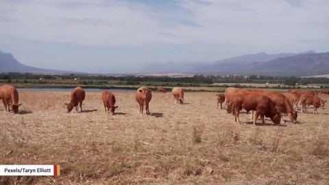 Science reveals how hard it is to tip a cow