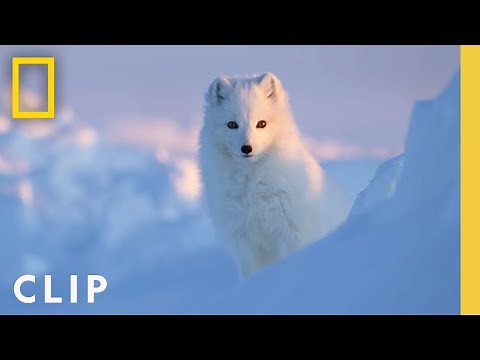 Arctic Fox Love Story | Incredible Animal Journeys | National Geographic