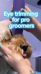 ✂️ Eye Trimming & Stress Signals – Cockapoo Edition! 🐾 In this one, I’m trimming Ivy the Cockapoo’s eyes using clippers (you can use scissors — this is just how I do it!). She’s calm, still, and relaxed — and if you’re wondering how I achieve that, I break it all down in the behaviour seminars over on the seminar site. 💜 Cockapoos can be tricky when it comes to head styling — some have curls, some are straight, and some are just wild little muppets. I cover the different coat types and styling