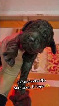 labradoodle f1b Standard, 11 Tage alt, wachsen und gedeihen 🥰 #puppy #labradoodle #welpe