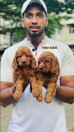 Cockapoo puppies