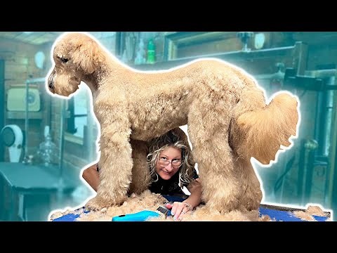 Too Much FUR Goldendoodle Groom