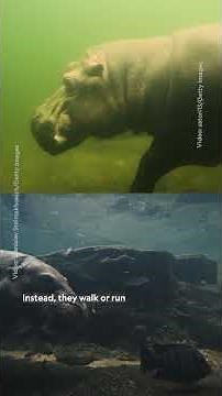 5 surprising facts about hippos! 🦛 #NationalGeographic #Hippopotamus