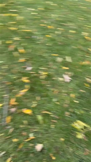 Loving the beautiful Fall day! | CockaPoo Puppies by Maple