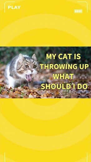 Are you familiar with the characteristic hacking sound of cat vomiting?