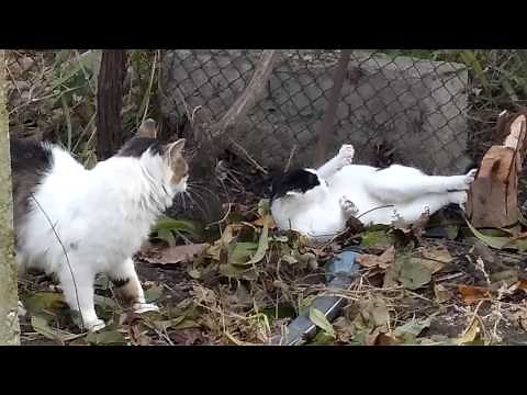 Cats Fight