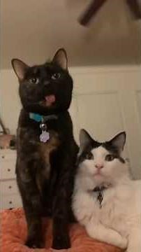 These Cats Have No Brain Cells Left 😂