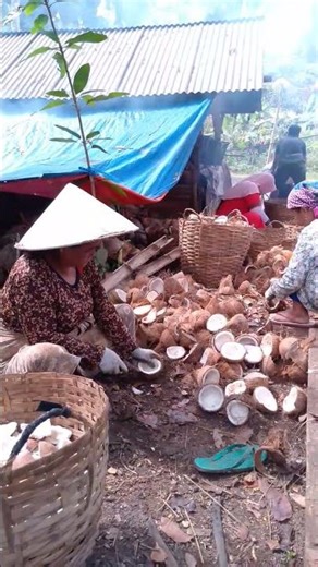 Cracking coconut shells with a knife to separate the coconut meat #copra #copraproduction #coconut