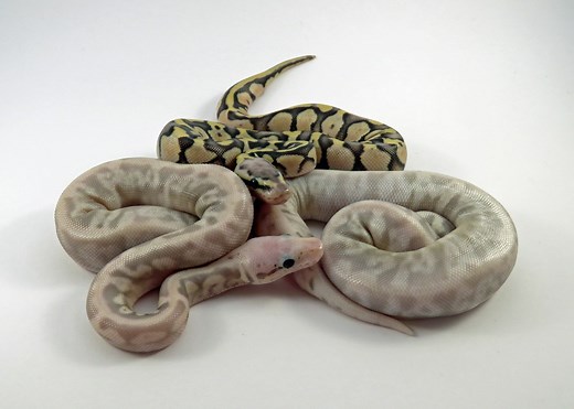 How to Breed Ball Pythons: Step-by-Step Guide - Reptile Advisor