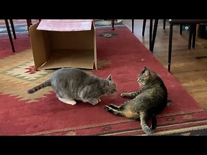 A Guide to Cats at Play - Are Cats Playing or Fighting