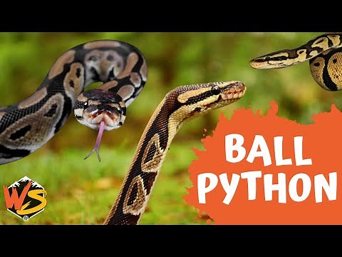 Everything You Need to Know About Ball Pythons | Beginner’s Guide